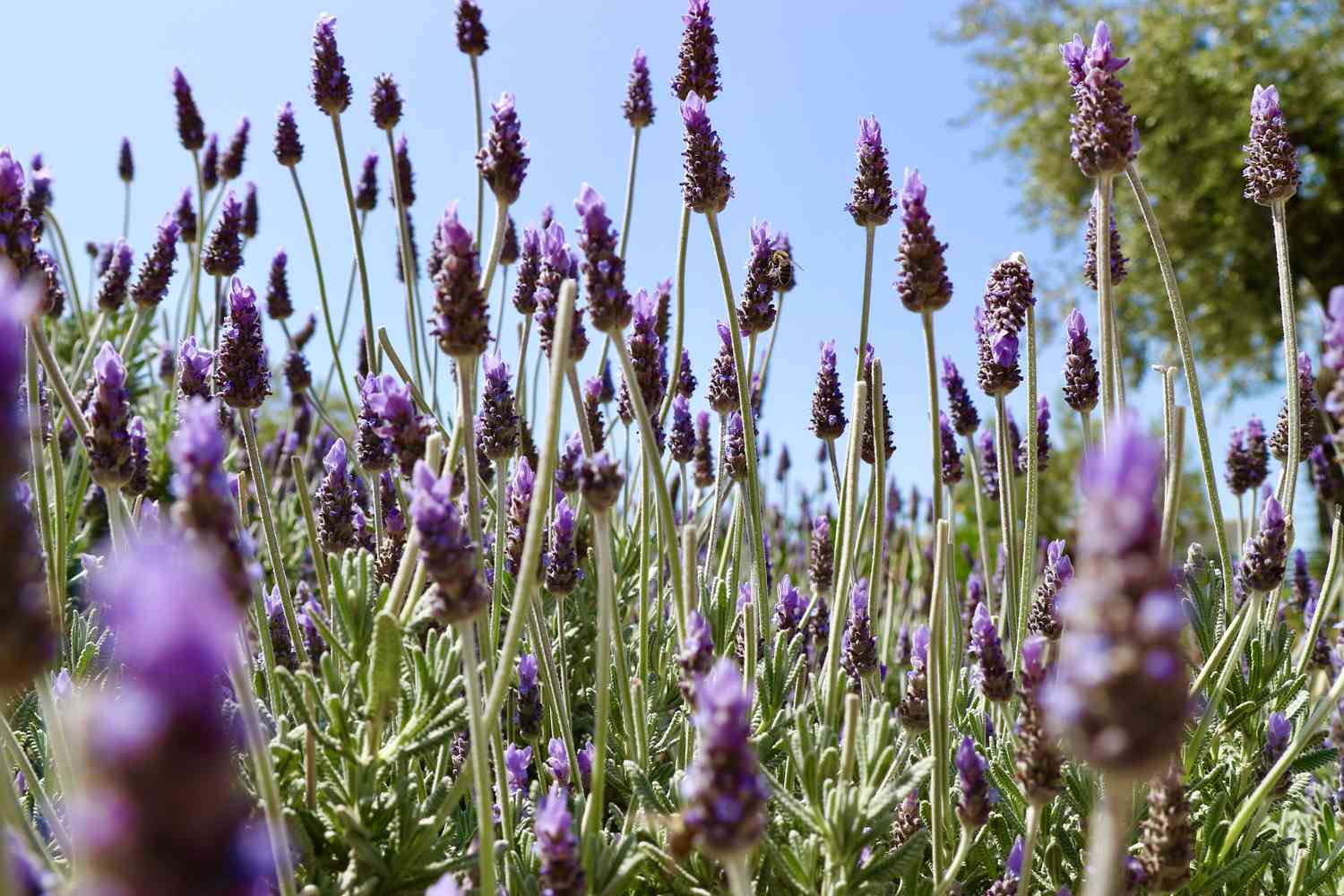 Lavender: A fragrant ally in your fight against bugs.