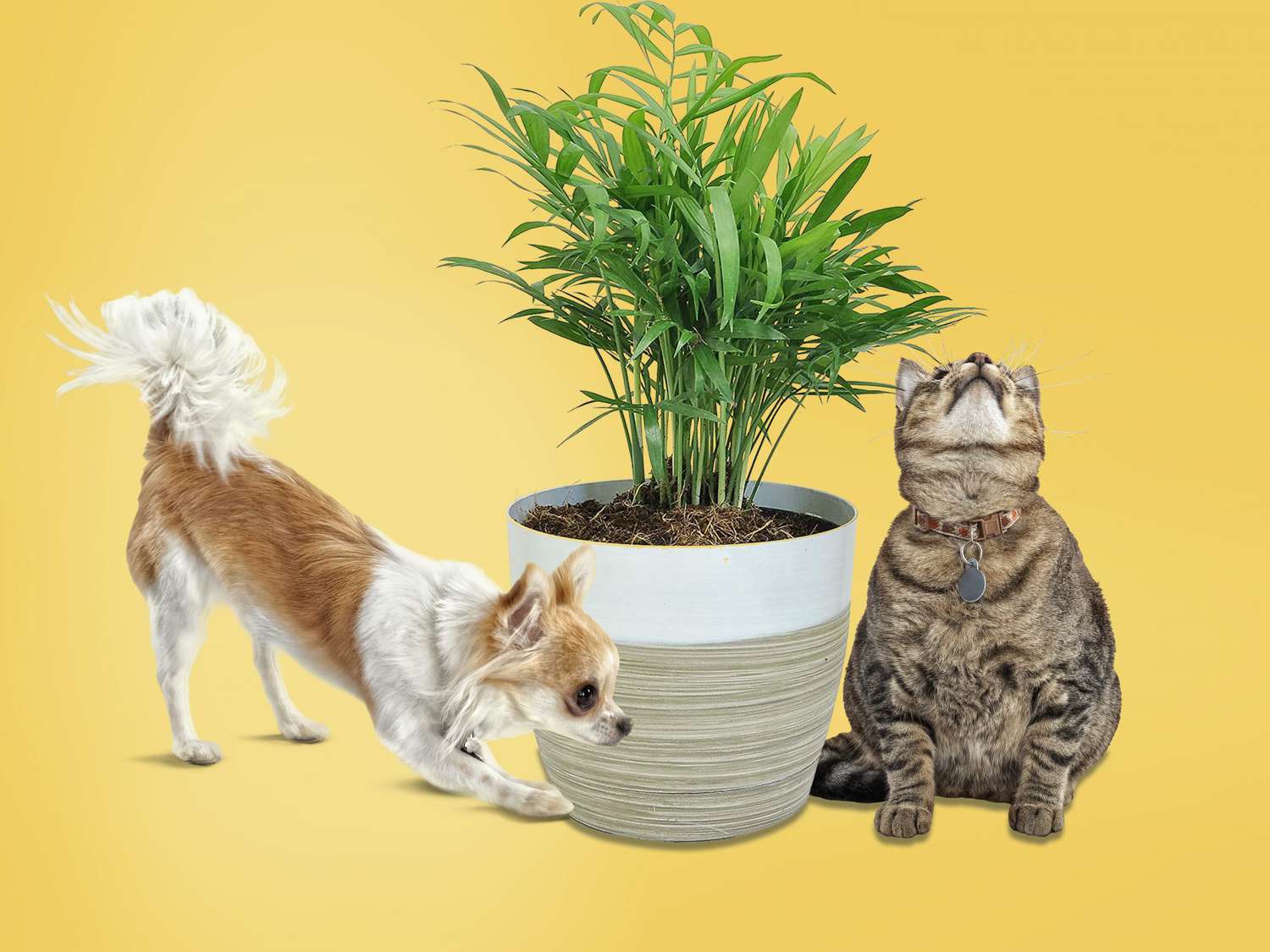 Be cautious: Some plants that repel bugs can be toxic to pets.