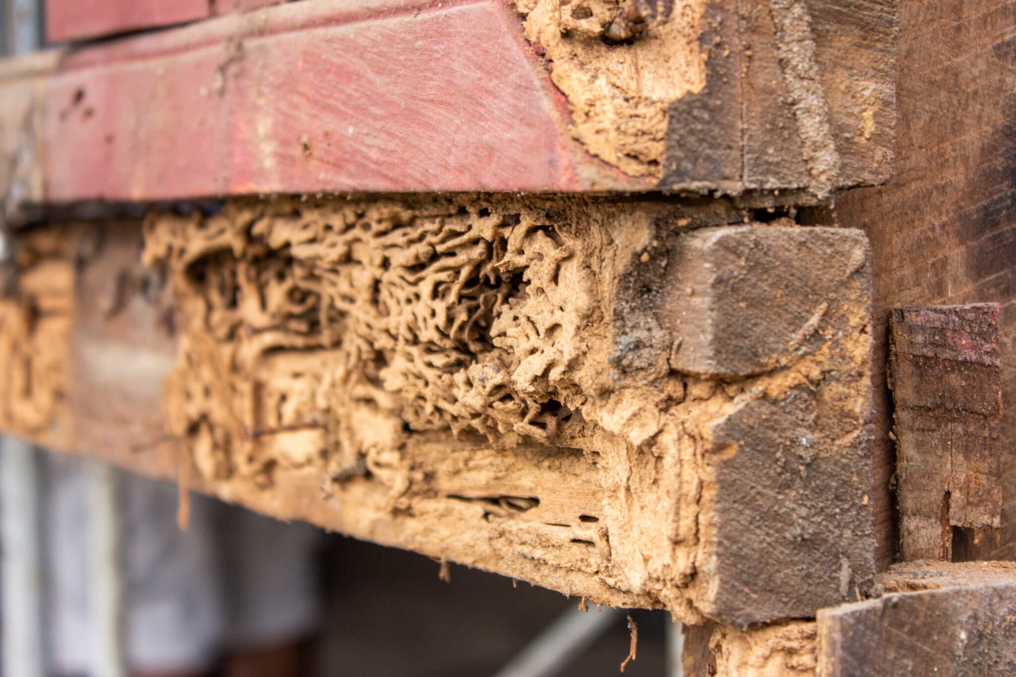 A revealing gaze into termite infestations.