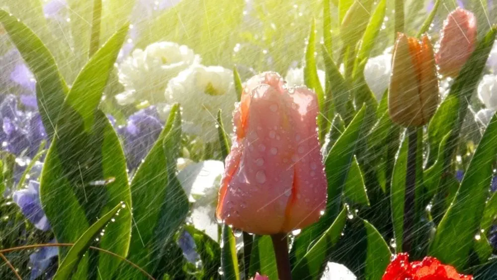 Automated sprinkler system in action, ensuring consistent and targeted watering for a vibrant garden.