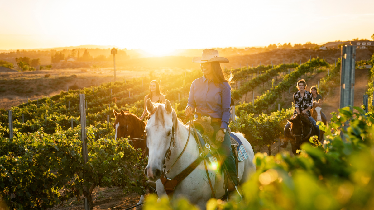 Embrace the serenity of Temecula's vineyards on a guided horseback tour.