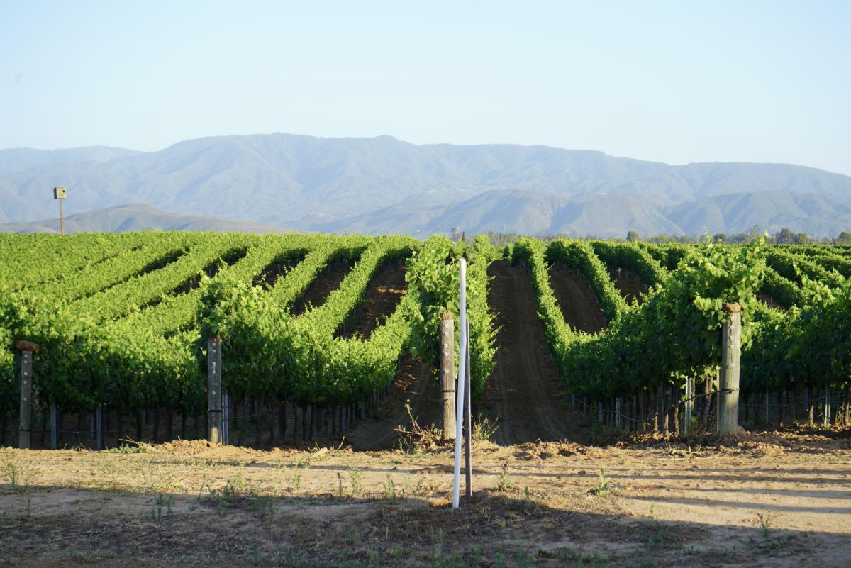 Exploring the Rich Wine Trails of Temecula Valley: A Gateway to Unique Experiences