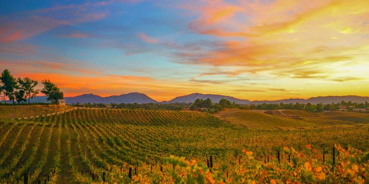Breathtaking sunset view from Callaway Winery, one of Temecula's top sunset spots.
