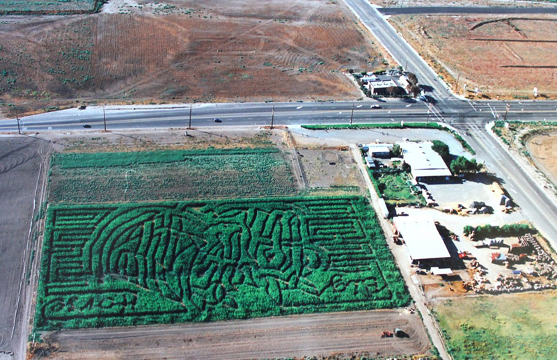 Families exploring the Big Horse Corn Maze, capturing the spirit of fun and adventure.