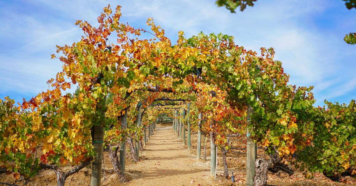 Temecula Fall events: wine, food, and harvest celebrations bring autumn to life in the valley.