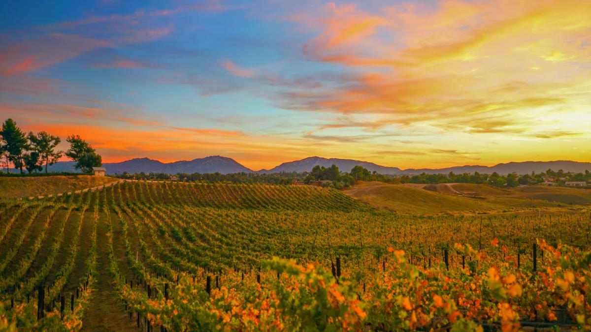 Fall colors and vineyards welcome visitors to Temecula's pumpkin season.