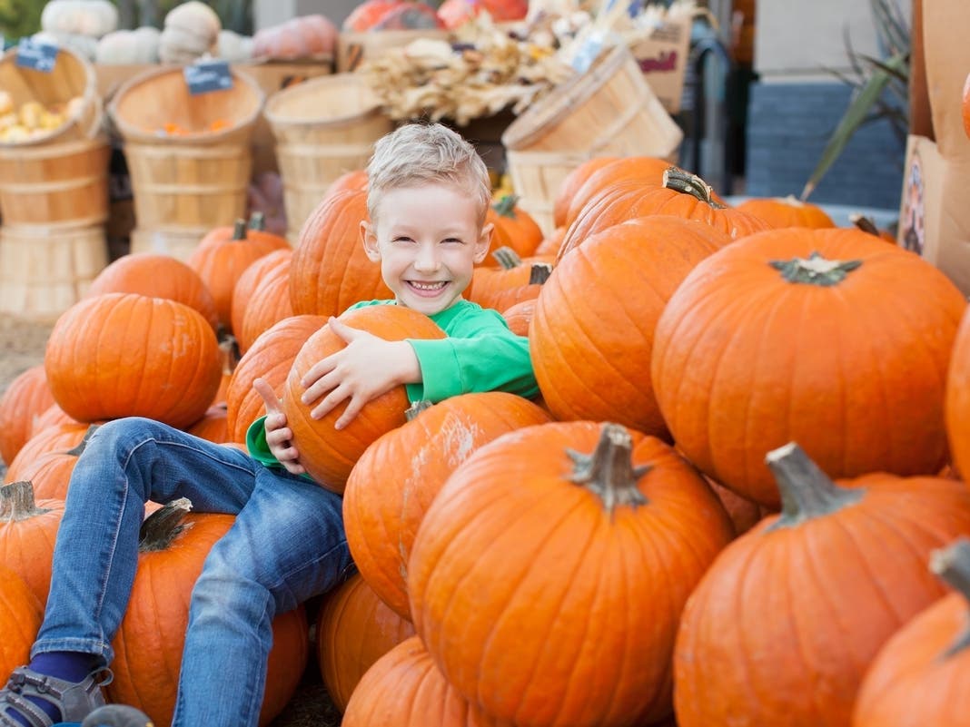 Find the best spots to pick your perfect pumpkin near Temecula.